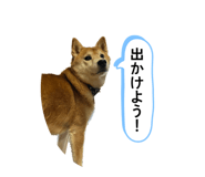 828907756