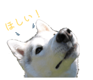 828907757