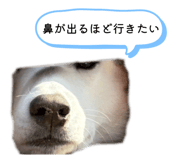 828907759