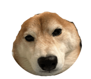 828907768