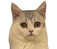 828925553