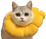 828925567