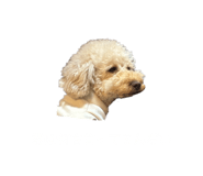 828936369
