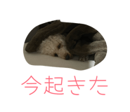 828936373