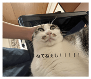 828936562