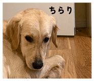 828960691