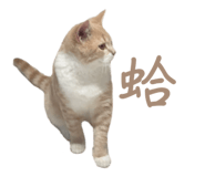 828975181