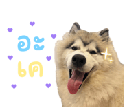 828975897
