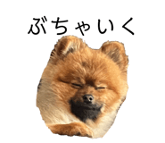 828981482