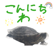 828990677