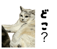 829049050