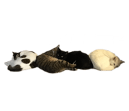 829071741