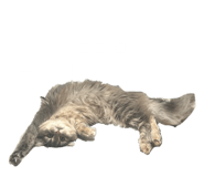 829071756