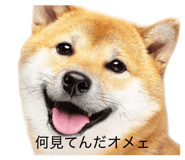 829082692