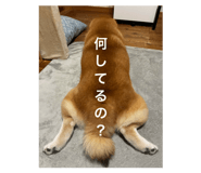 829208092