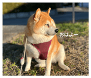 829208130