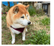 829208131