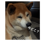 829208133
