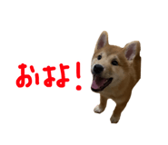 829249187