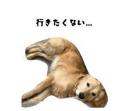 829256850