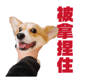 829502515