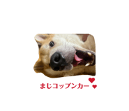 829504892