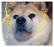829504948