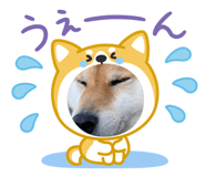 829504949