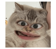 829559796