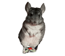 829706947