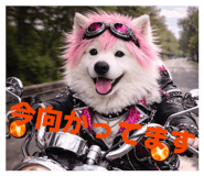 829778828