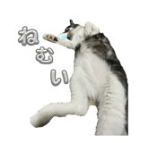 829888889