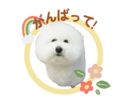 829937262