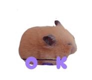 829941592