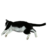 829972513
