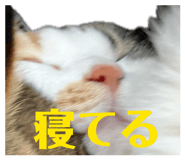 830011832