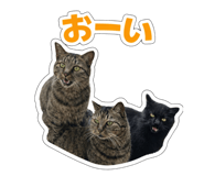 830065136