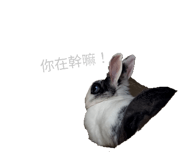 830128275
