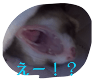 830335402
