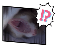 830335405