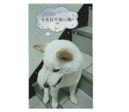 830503227