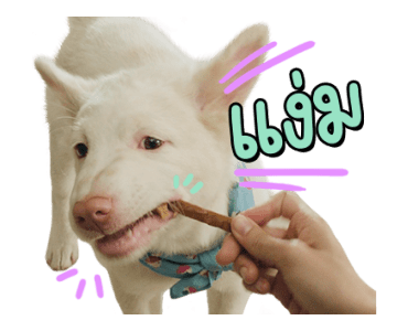 ลายที่ 11