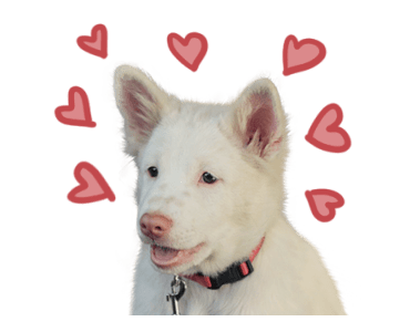 ลายที่ 15