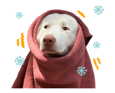 ลายที่ 19