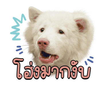 ลายที่ 23