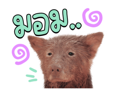 ลายที่ 29