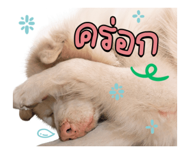 ลายที่ 39