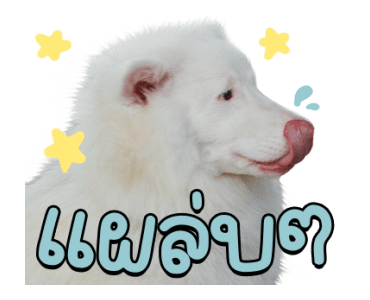 ลายที่ 47