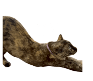 830552187
