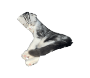830552646